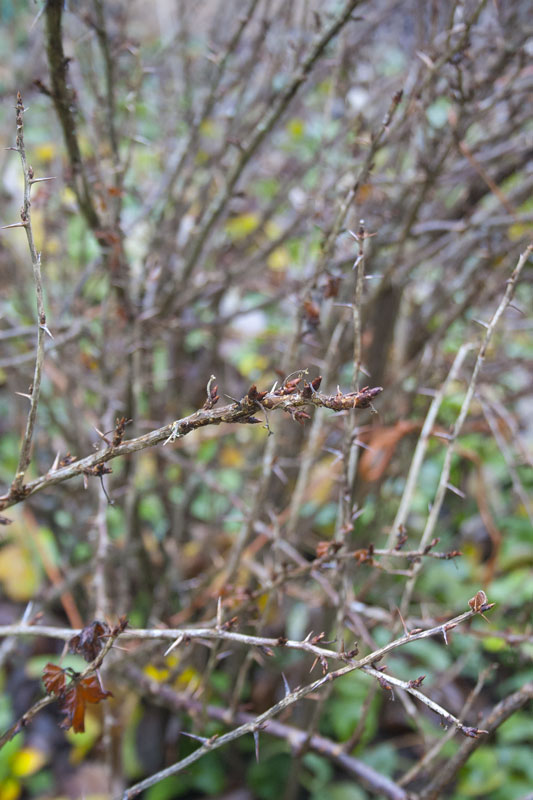 gooseberry-thorns